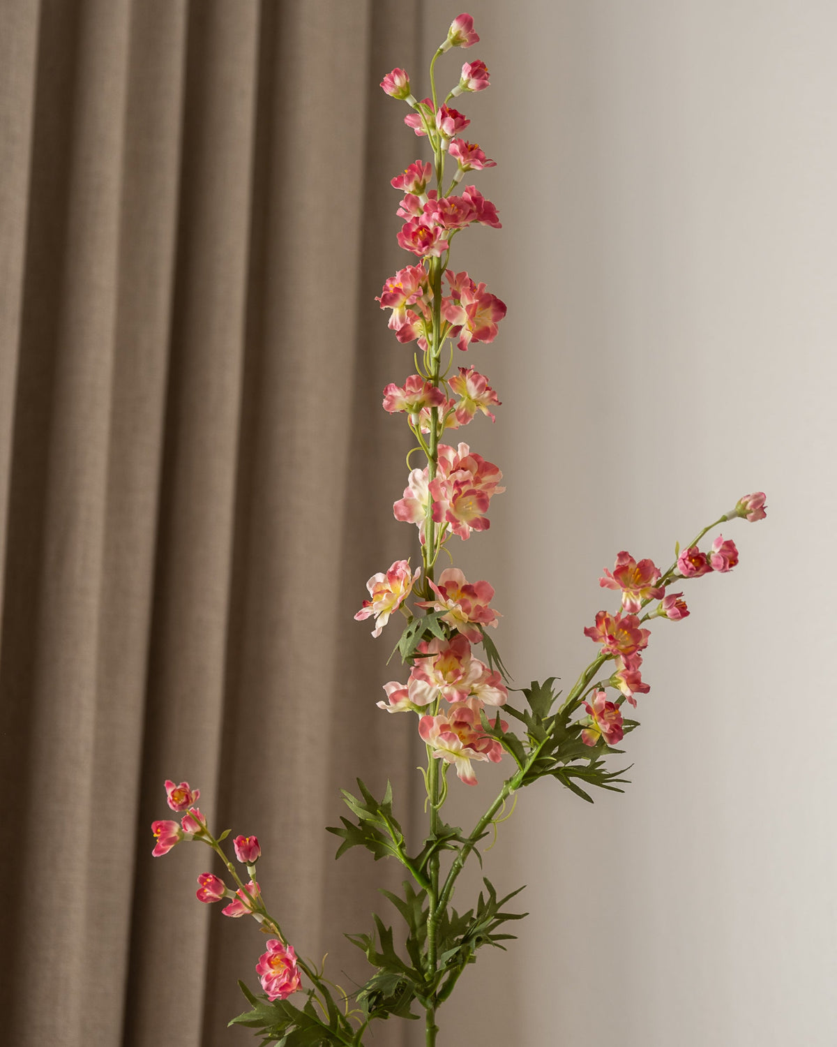Delphinium (lang) Rosa fra Amarante