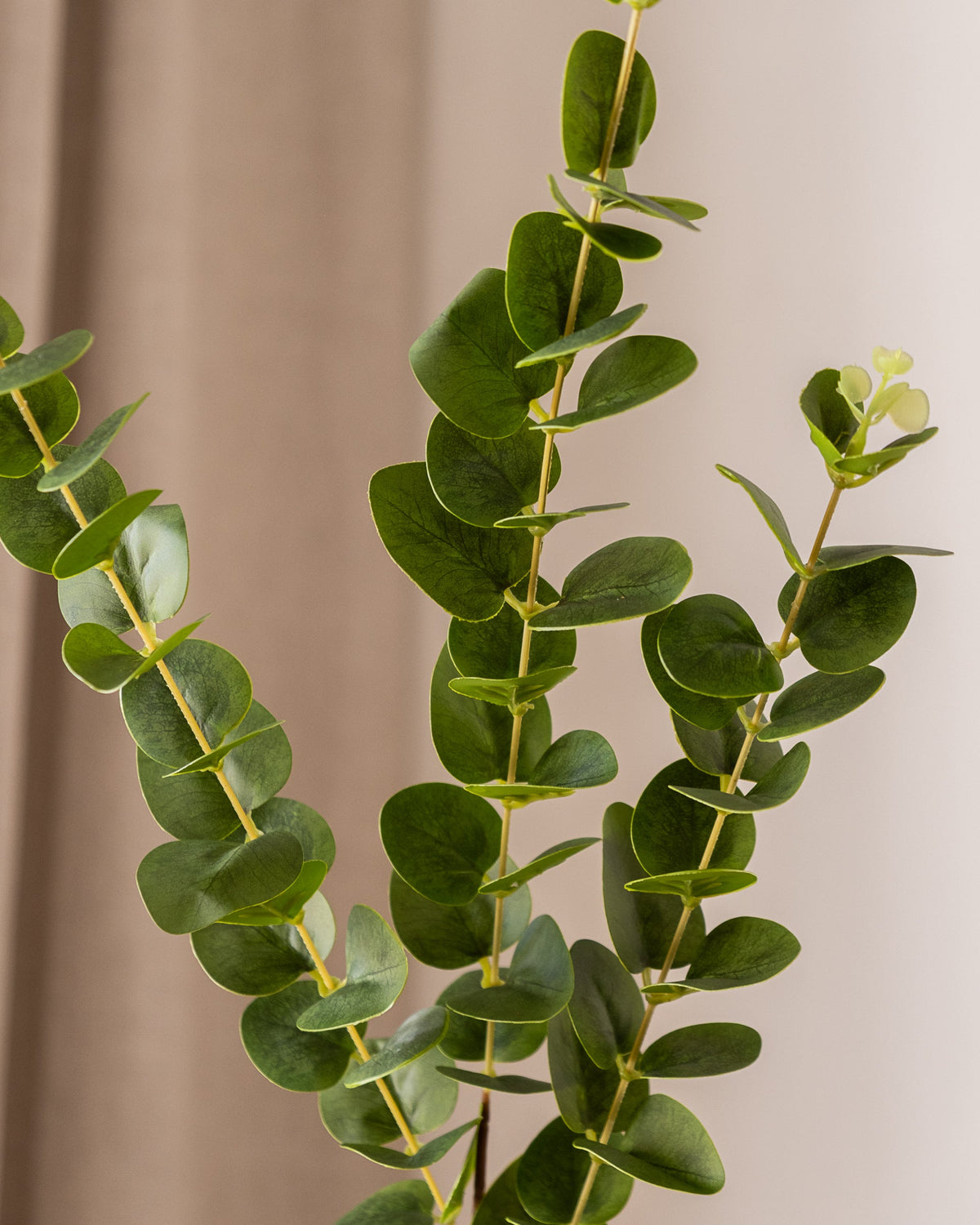 Nærbilde av Amarante Eucalyptus Gren. Flere grener med runde, matt grønne blader og lysebrune stilker mot lys bakgrunn.