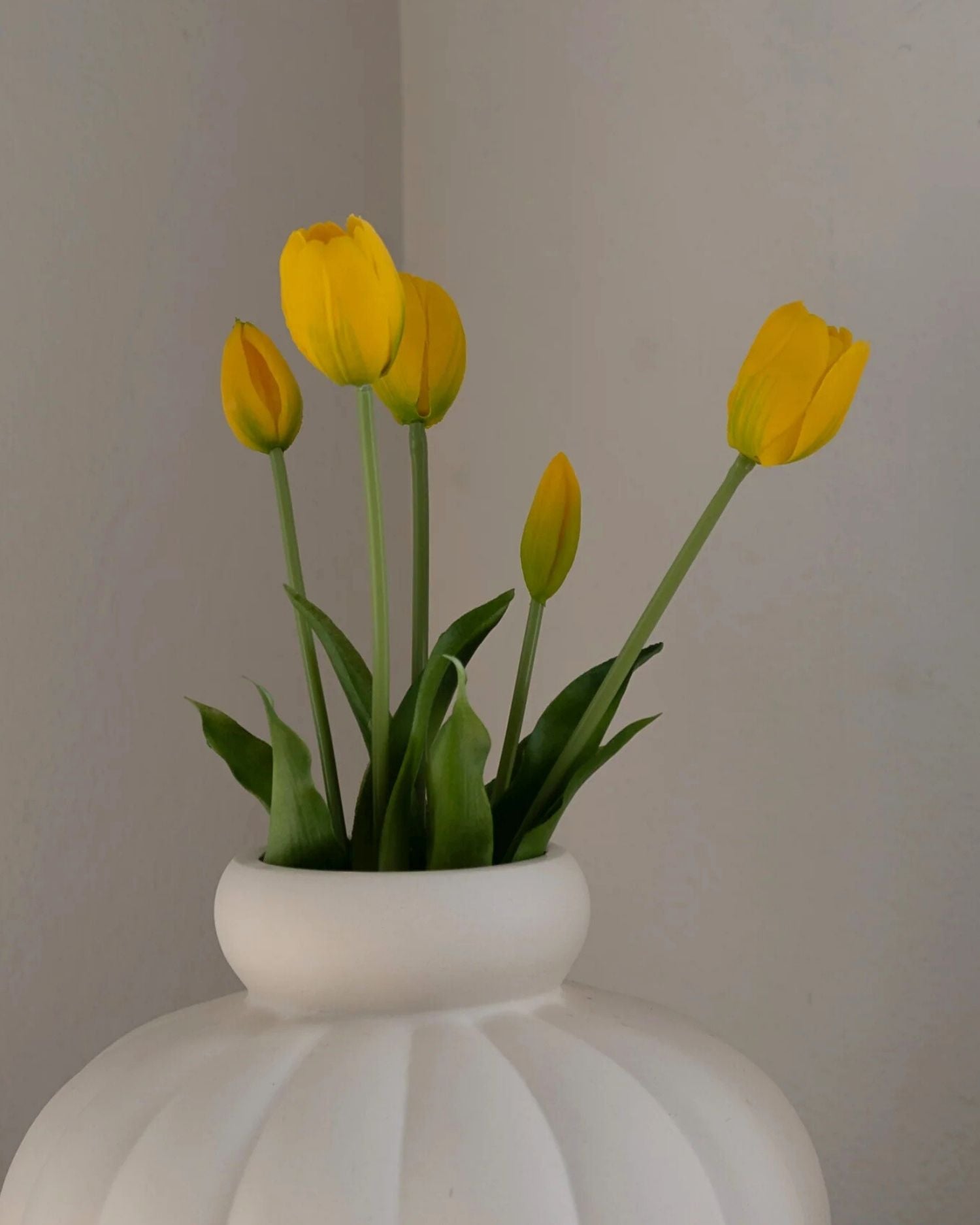 Tulipaner fra Amarante